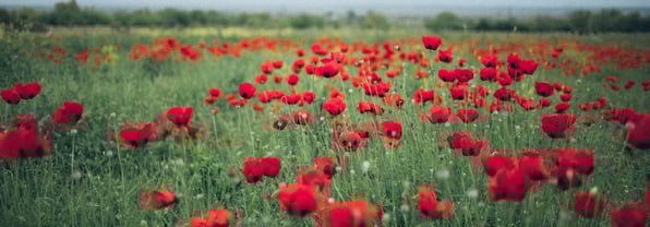 Remembrance Day
